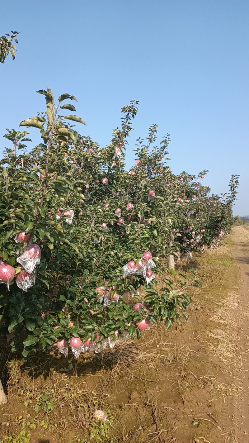 乾县梁山红富士