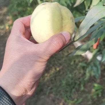 冬桃