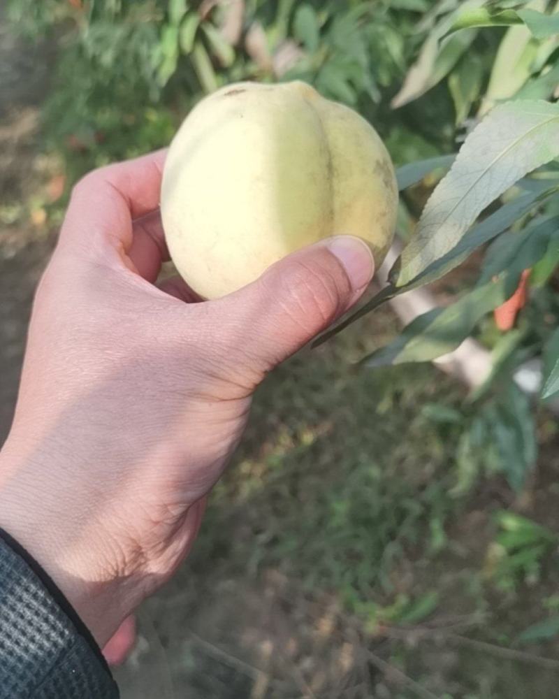 冬桃