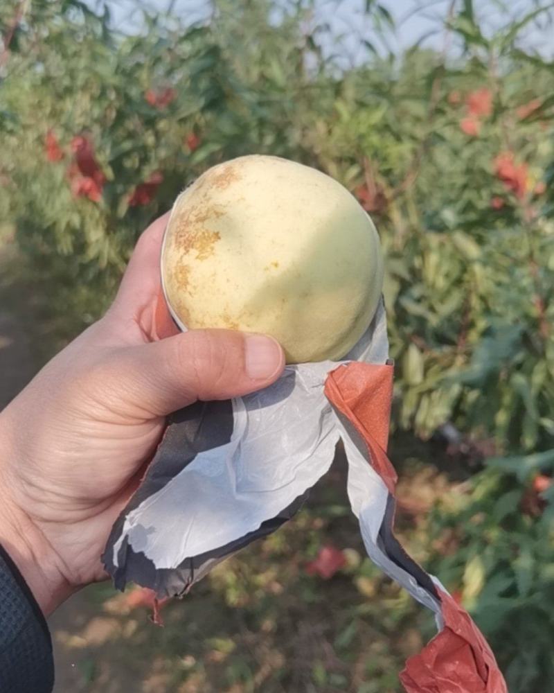 冬桃