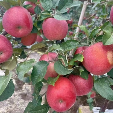 精品红富士苹果（烟富苹果）现摘现发量大从优全国发货