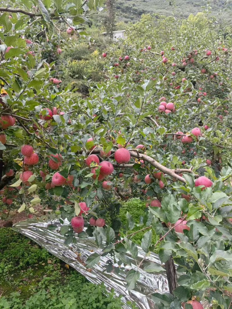 精品红富士苹果（烟富苹果）现摘现发量大从优全国发货
