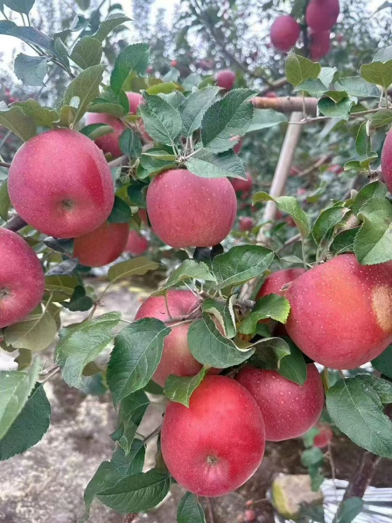 精品红富士苹果（烟富苹果）现摘现发量大从优全国发货