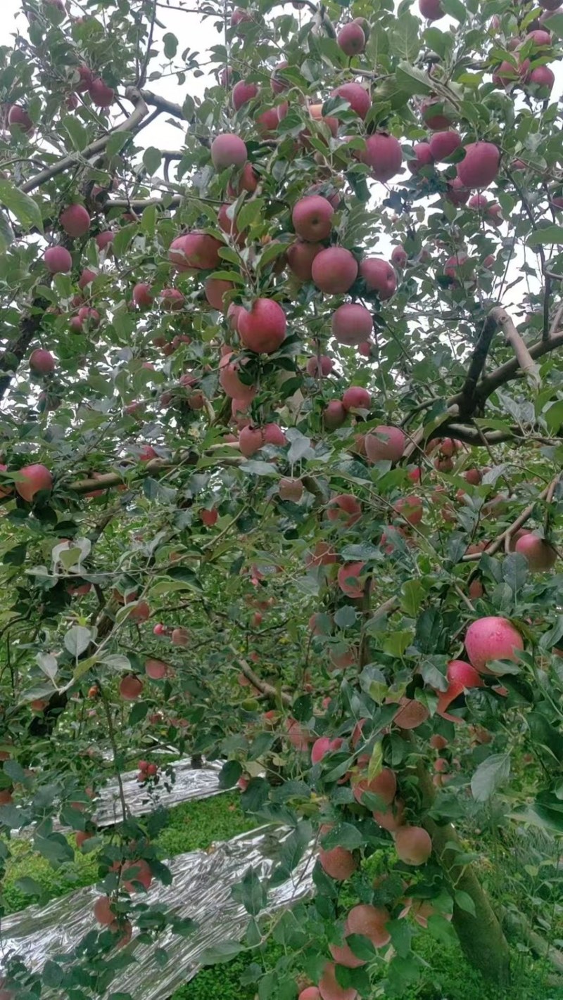 精品红富士苹果（烟富苹果）现摘现发量大从优全国发货