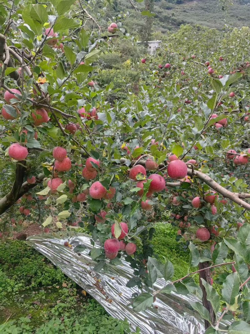 精品红富士苹果（烟富苹果）现摘现发量大从优全国发货