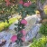 盖县山地红富士