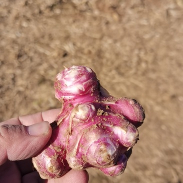 紫皮洋姜出售（菊芋）
