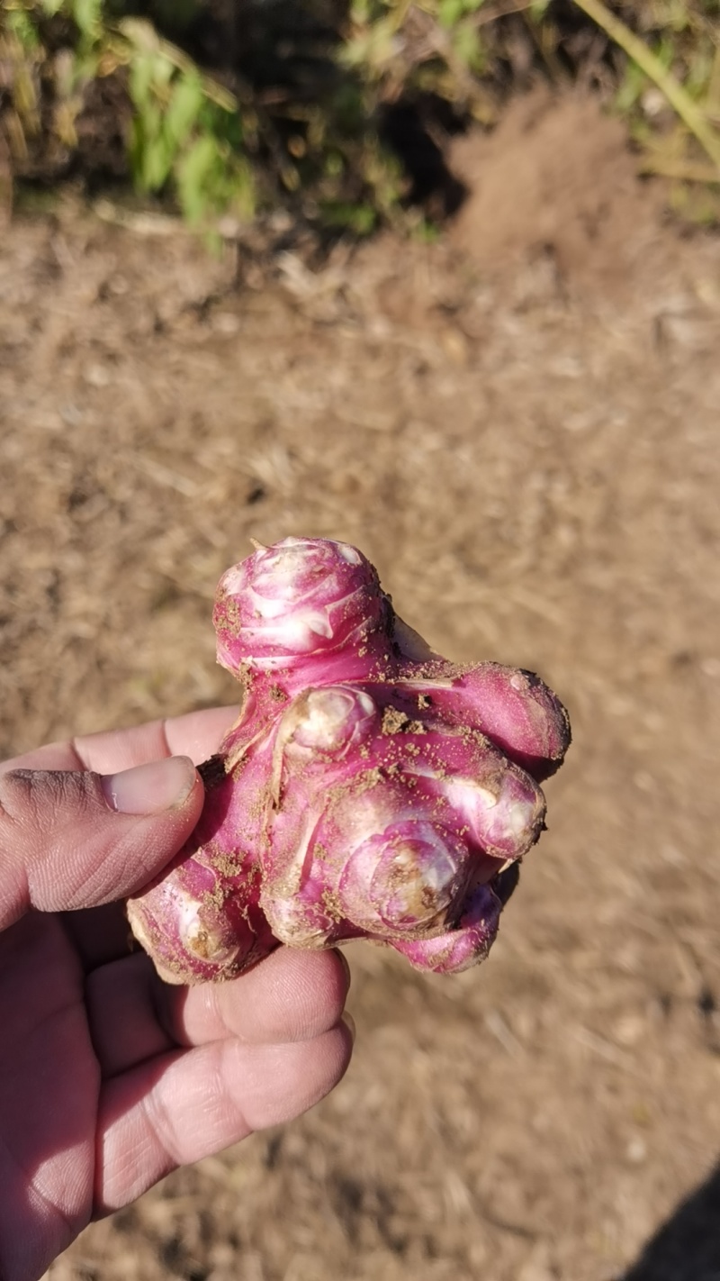 紫皮洋姜出售（菊芋）