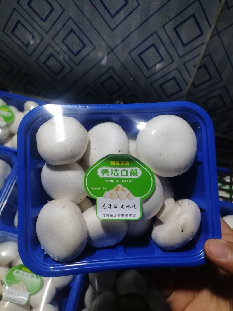 双孢菇盒装。市场超市接受代理