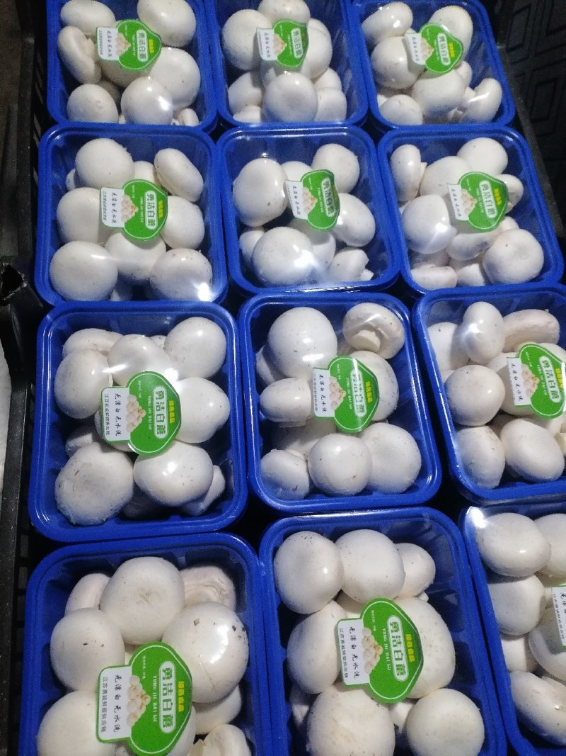双孢菇盒装。市场超市接受代理