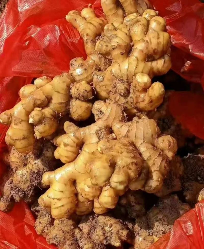 精品山东生姜品质保证产地直发价格优惠实力商家