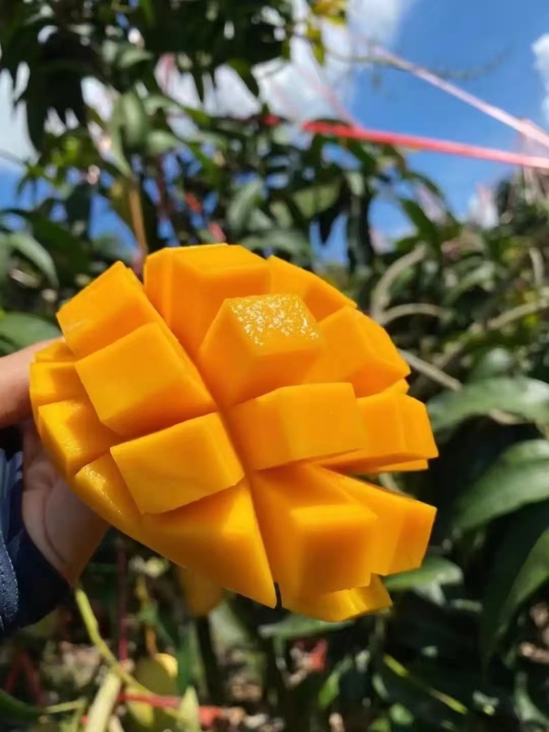 大量供应，金煌芒，贵妃，小台，电商货，市场货
