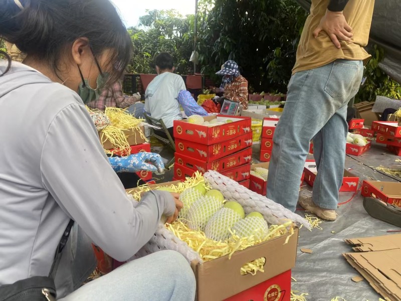 大量供应，金煌芒，贵妃，小台，电商货，市场货