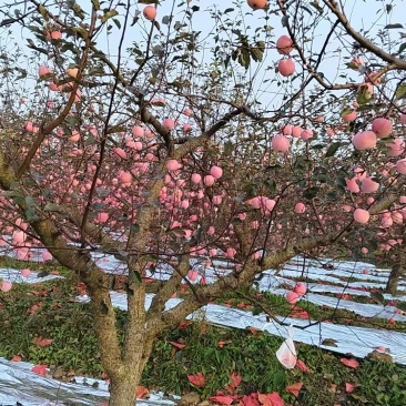 烟台栖霞苹果