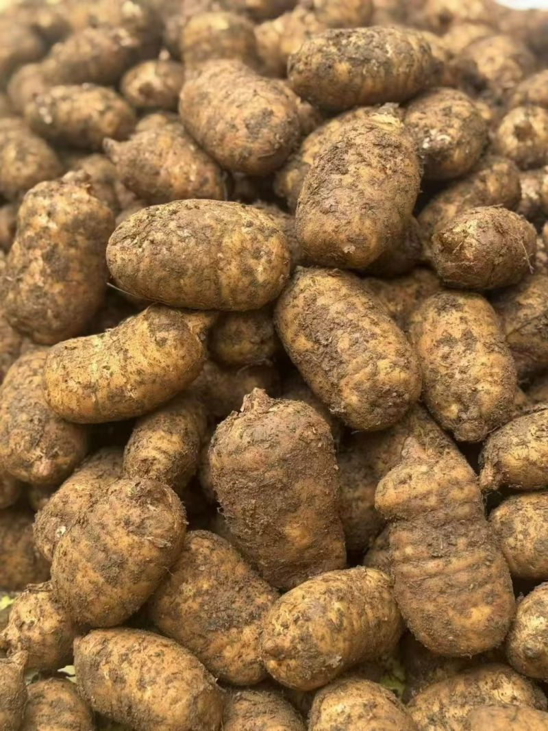 小草坝乌天麻