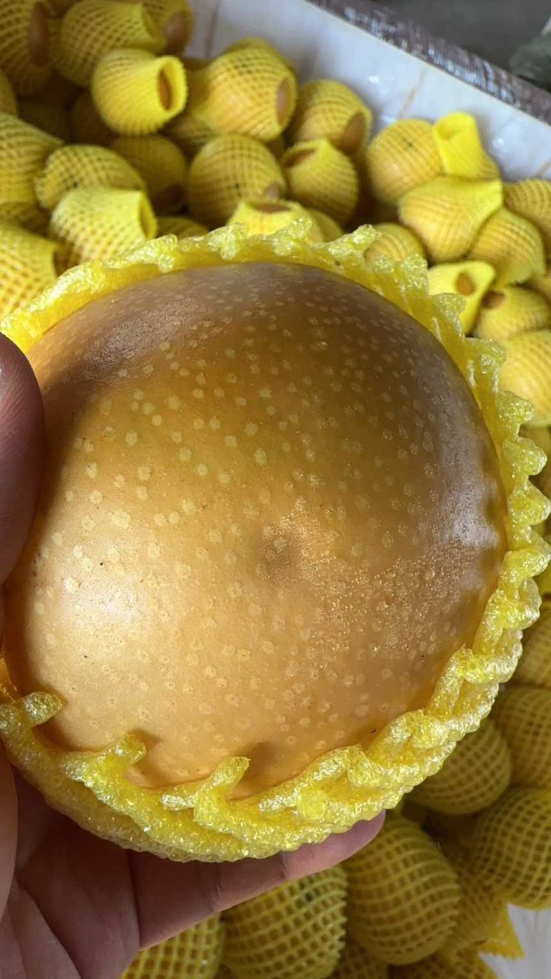 山东莱西秋月梨高残