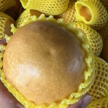 山东莱西秋月梨高残