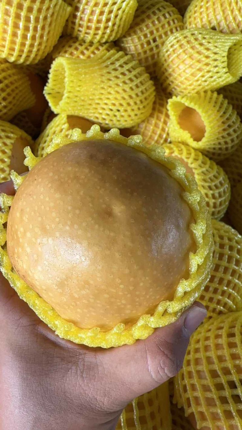 山东莱西秋月梨高残