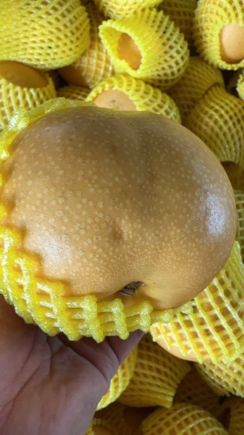 山东莱西秋月梨高残