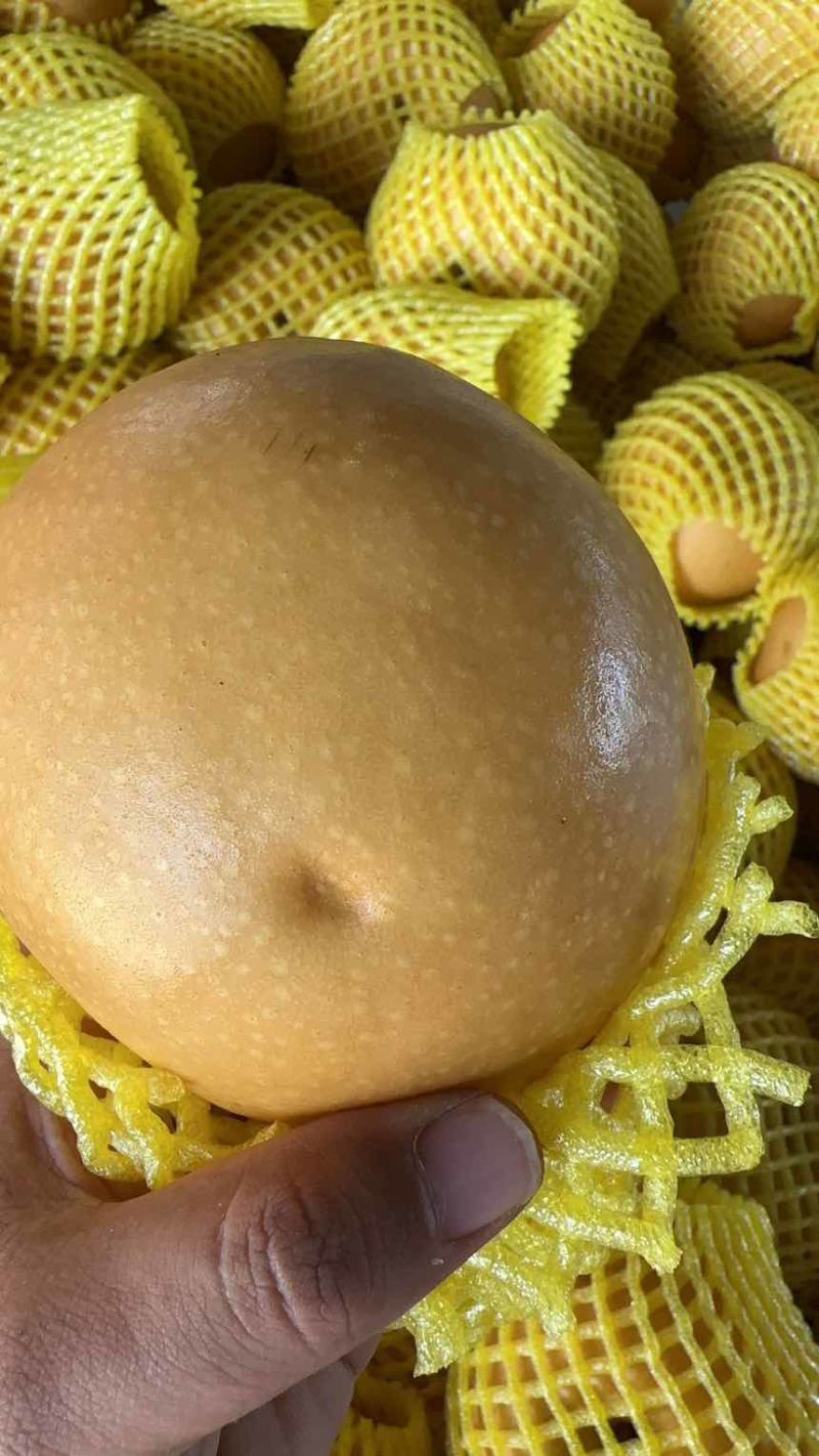 山东莱西秋月梨高残