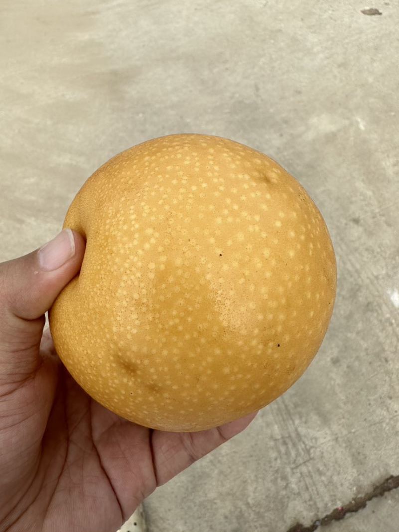 山东莱西秋月梨高残