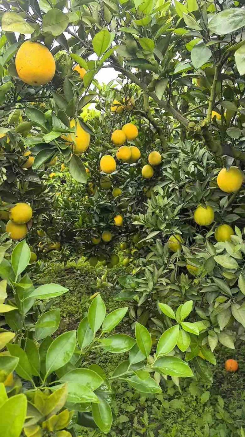 老人家在家中的果园湖北宜昌纽荷尔橙子1.3元/斤，