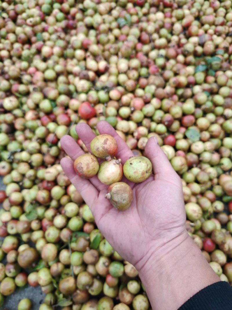 湖南鲜茶油果