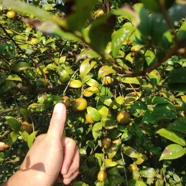 湖南鲜茶油果
