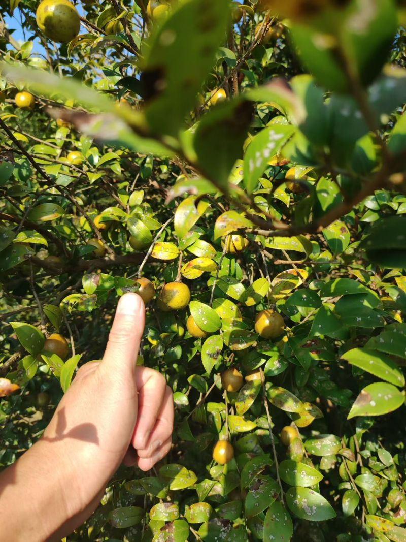 湖南鲜茶油果
