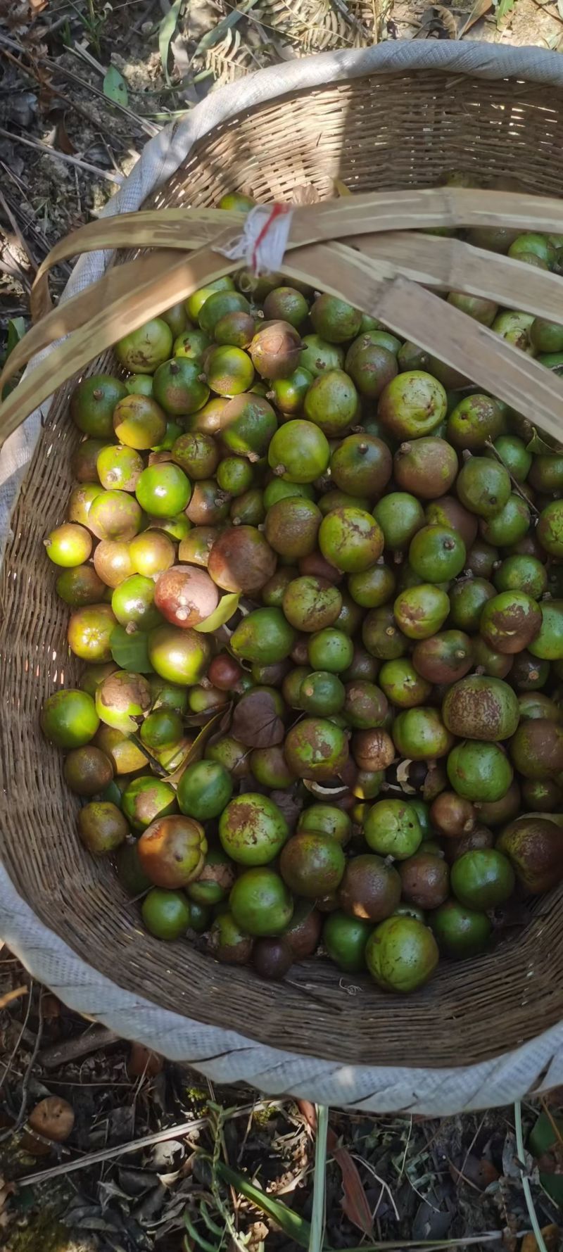 湖南鲜茶油果
