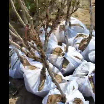 独杆牡丹苗、芍药种苗