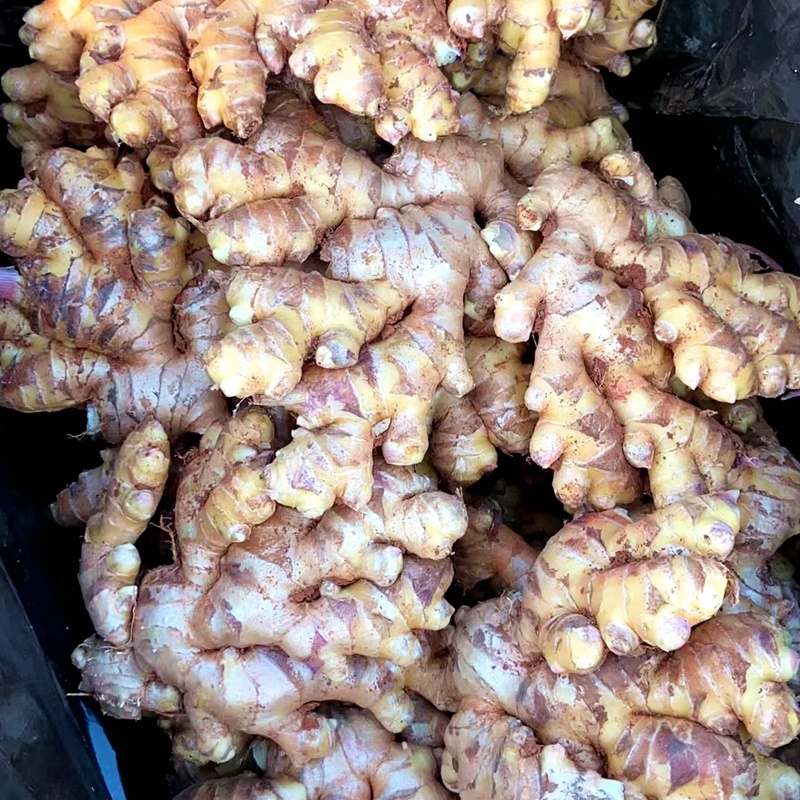云南小黄姜产地直销长期供货（量大从优）