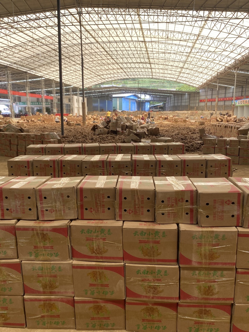 云南小黄姜产地直销长期供货（量大从优）