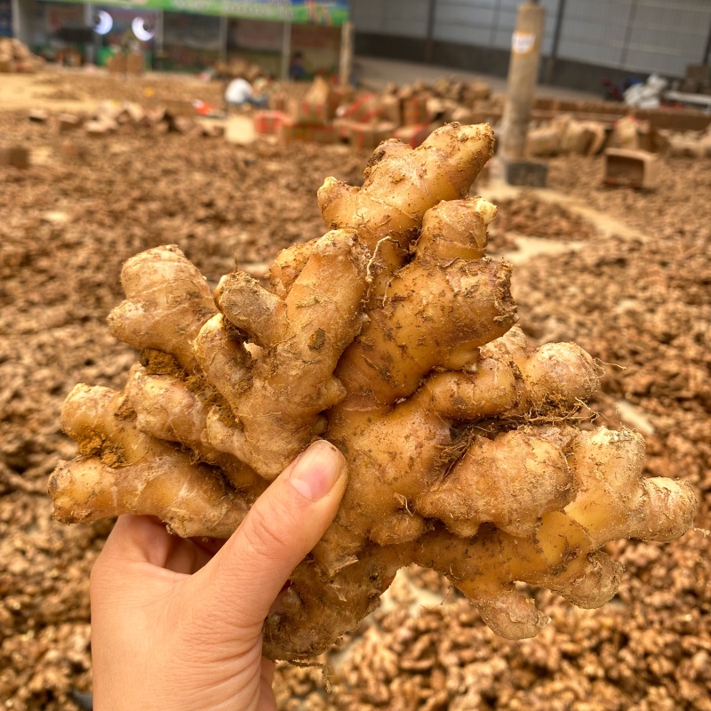 云南小黄姜产地直销长期供货（量大从优）