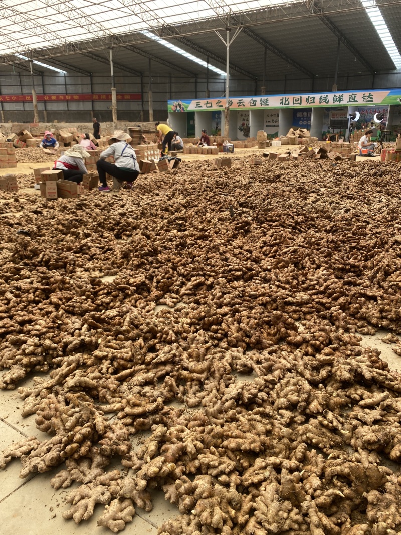 云南小黄姜产地直销长期供货（量大从优）
