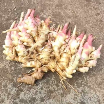 生姜