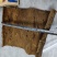 百年肉桂