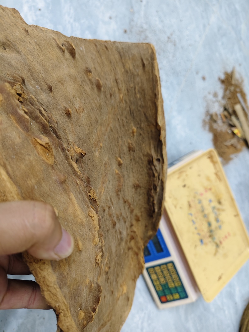 百年肉桂