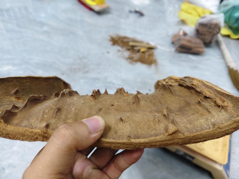 百年肉桂