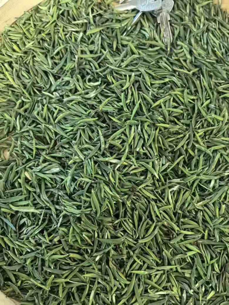 雀舌，竹叶青