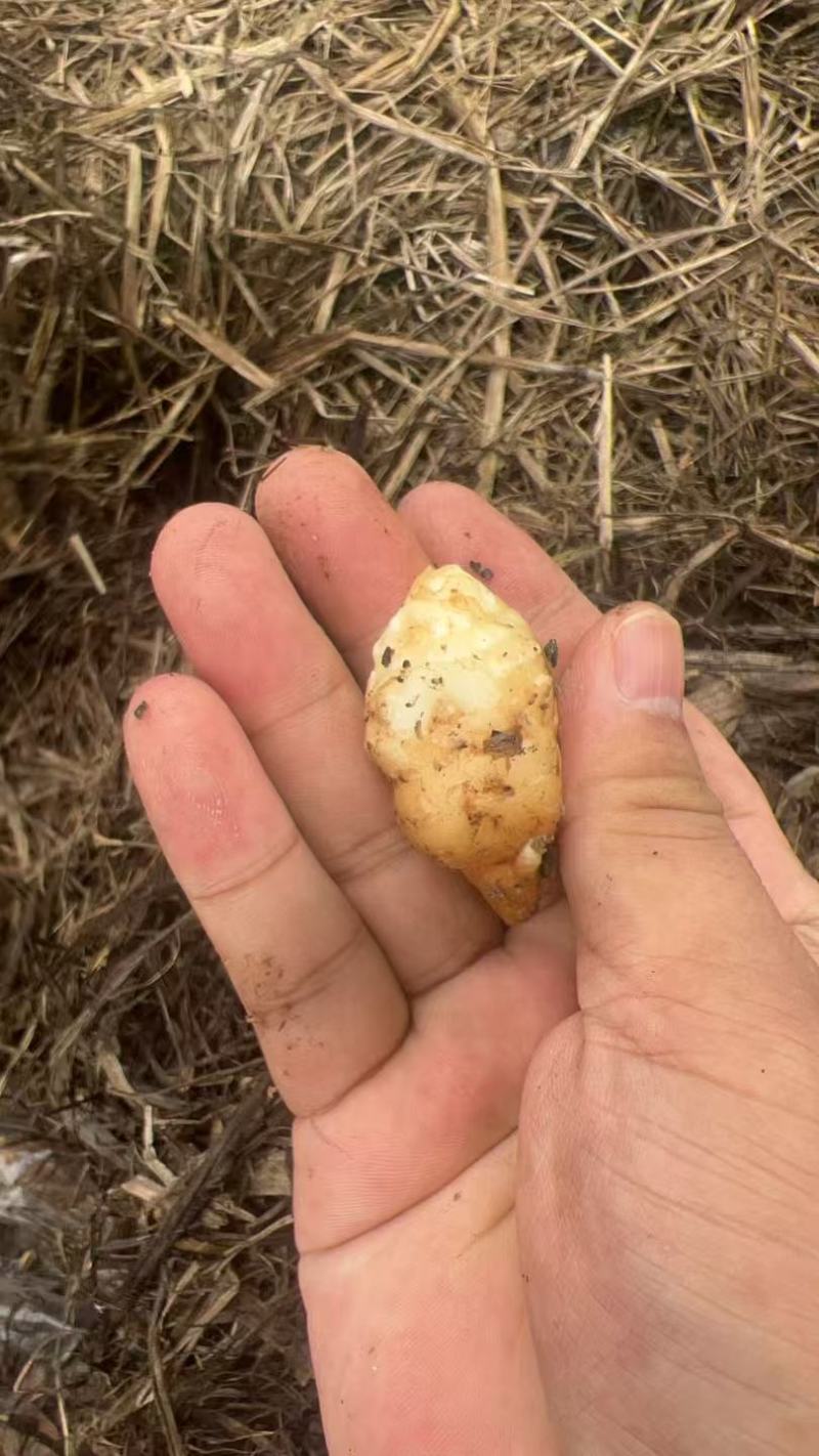 云南昭通小草坝零代麻预订