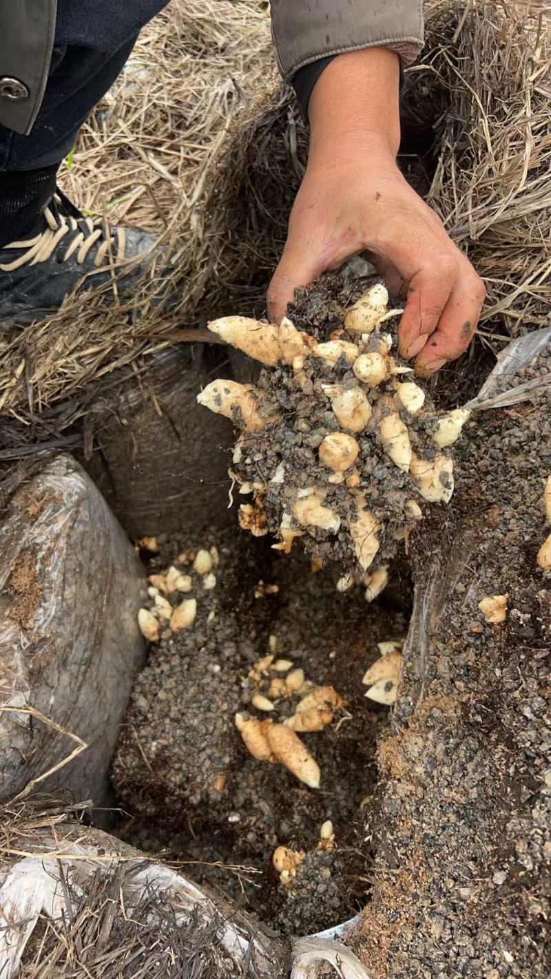 云南昭通小草坝零代麻预订