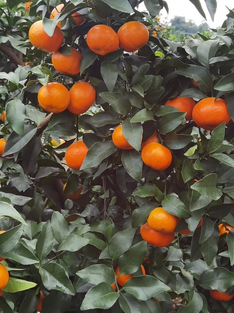 四川省眉山市仁寿县金秋沙糖桔