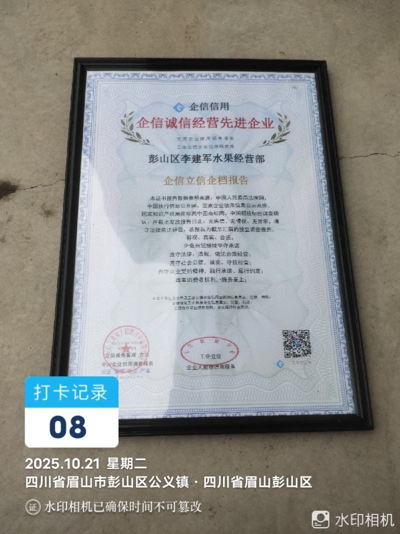 金秋沙糖桔，