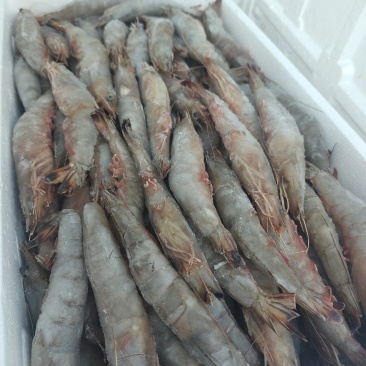 长岛渤海湾海捕大对虾
