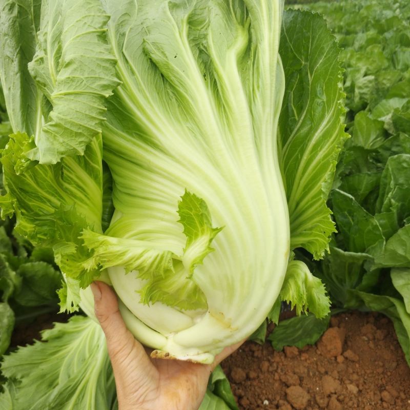 广西包心芥菜