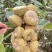 25年新鲜风流果有新鲜货去壳