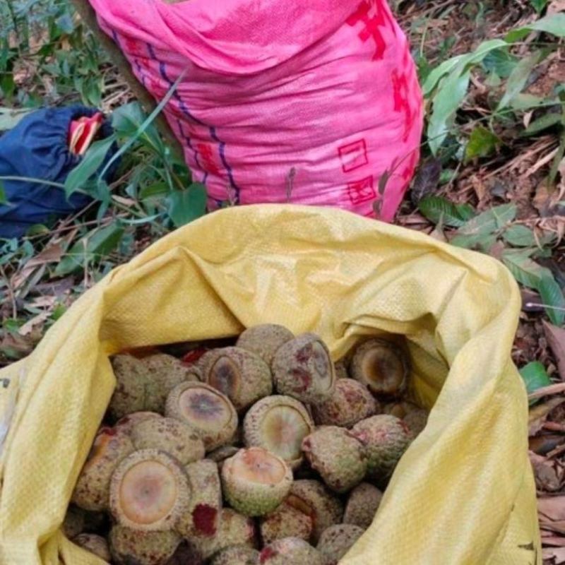 25年新鲜风流果有新鲜货去壳