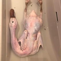 大日期麻鸭价格便宜质量没问题
