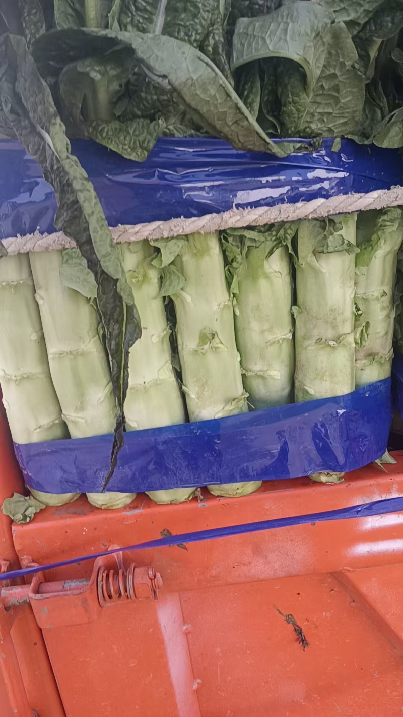 莴笋批发。诚信经营，质量**